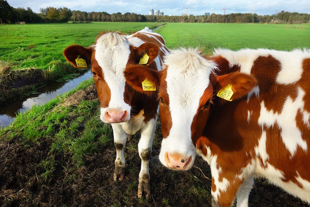 Saldo melkveehouderij in november boven langjarig gemiddelde