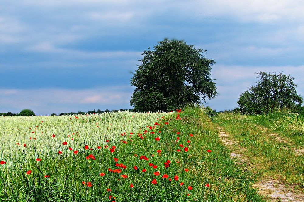 Verdienen met natuurinclusieve landbouw