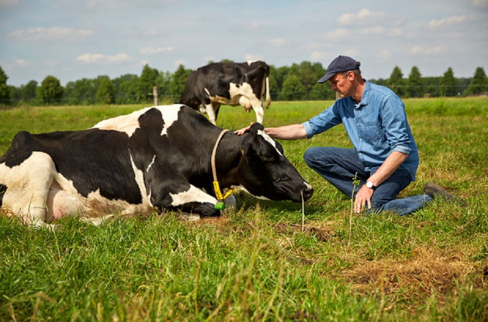 Jaarrond selenium voor een optimale diergezondheid