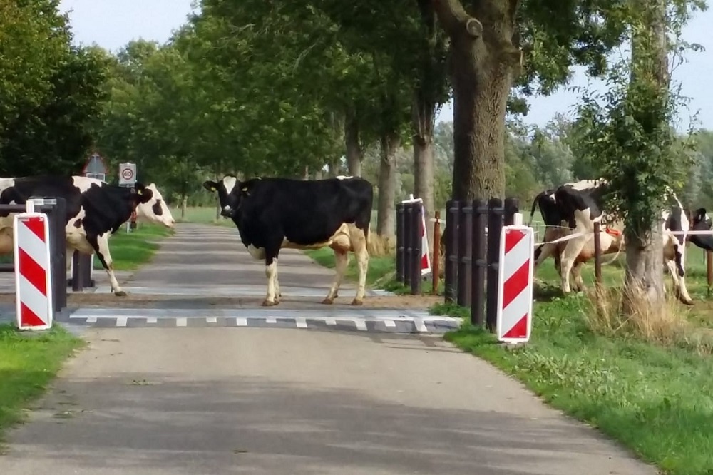 Weidegang bevorderen met koeienoversteekplaats