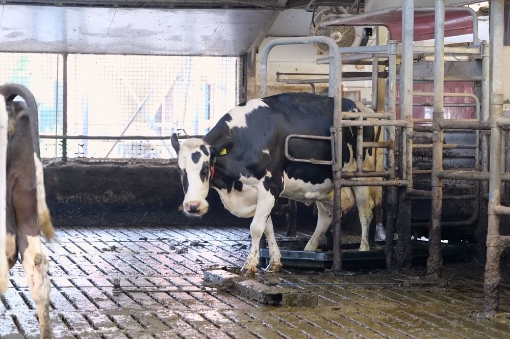 Video: Tips bij het gebruik van voetbaden