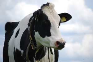 Boer blijven rond Natura 2000-gebied