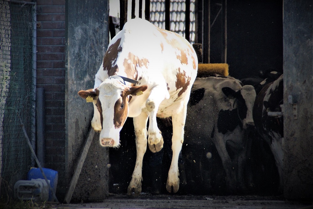 Koeien weer naar buiten op de Campina Eerste Lentedag