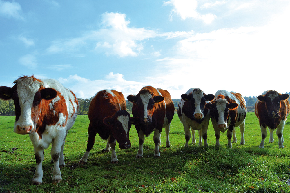 Ruimte voor 140 melkveehouders Brabantse Biodiversiteitsmonitor