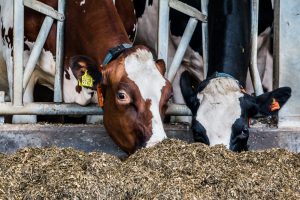 De Marke en ForFarmers experimenteren met wisselende eiwitvoorziening