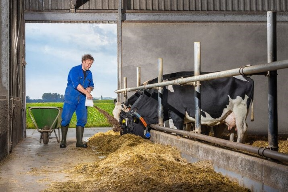 Fosfor: waarom de juiste balans in het rantsoen van je droge koeien van vitaal belang is