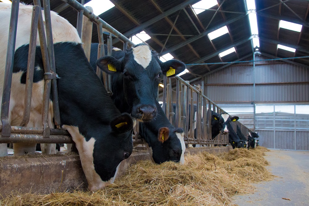 Verwerpers maken neospora op het bedrijf zichtbaar