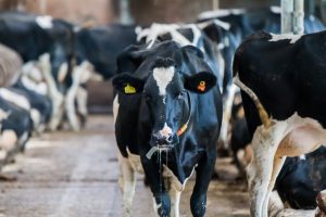 Melkproductieverlies bij subklinische mastitis ernstig onderschat