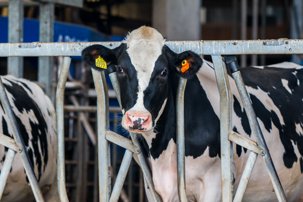 Invloed van de droogstand op biest