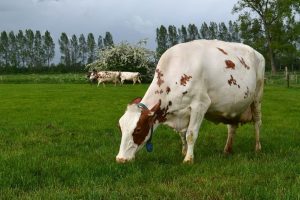 Wat te doen tegen de melkvet-dip in het voorjaar?  