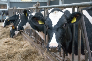 Bovaer® verlaagt methaanuitstoot melkkoeien in meerdere rantsoenen