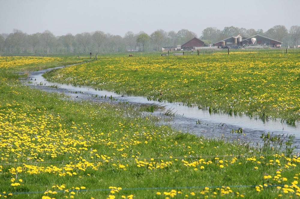 Boeren in veenweidegebied bodemdaling en weidevogels - veenweidestrategie