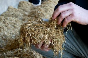 Komende weken kans op broei: Zet broeiremmers tijdig op voorraad!