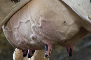 Hoe ernstige E. coli mastitis te voorkomen