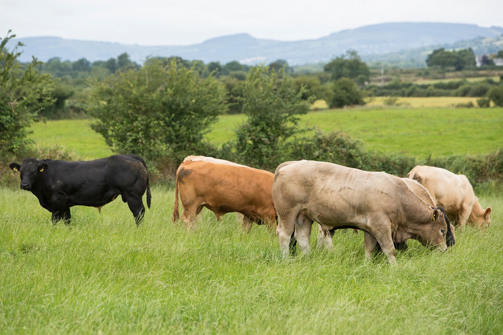 PODCAST | “In Engeland weiden ze de koeien 24 uur per dag”