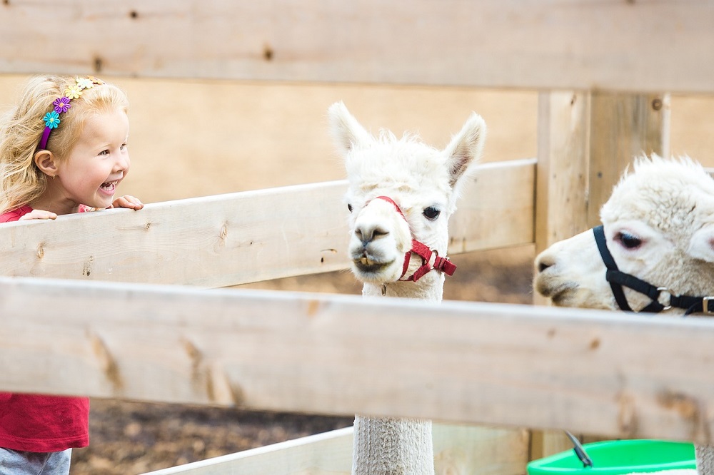 Zorgboerderij als verdienmodel