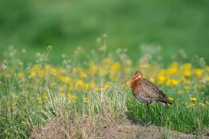 50.000 euro subsidie voor bescherming weidevogels in Friesland