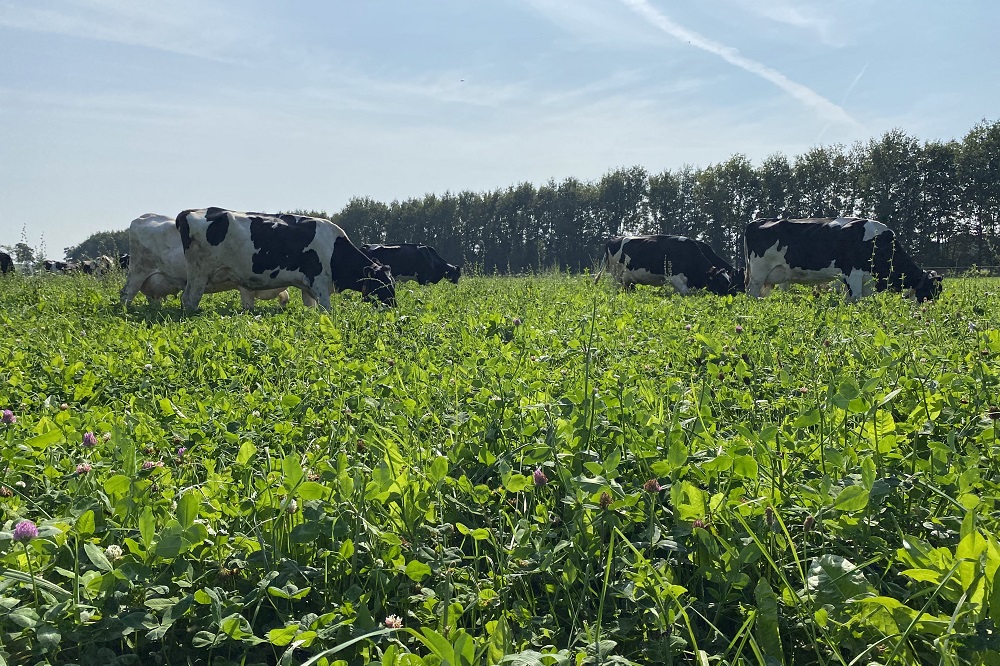 Provincie Fryslân geeft melkveehouders korting op kruidenrijk grasland