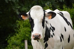 Open dag op melkveebedrijven Udink en Op den Hoek
