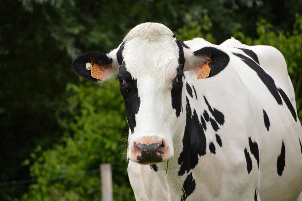 Open dag op melkveebedrijven Udink en Op den Hoek