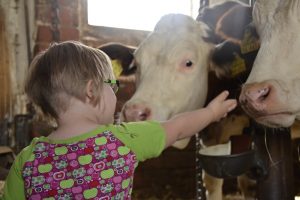 Campina open boerderijdagen: staldeuren open voor publiek