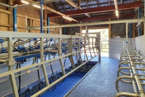 ModuStar: renovatie van de melkstal in één dag mogelijk