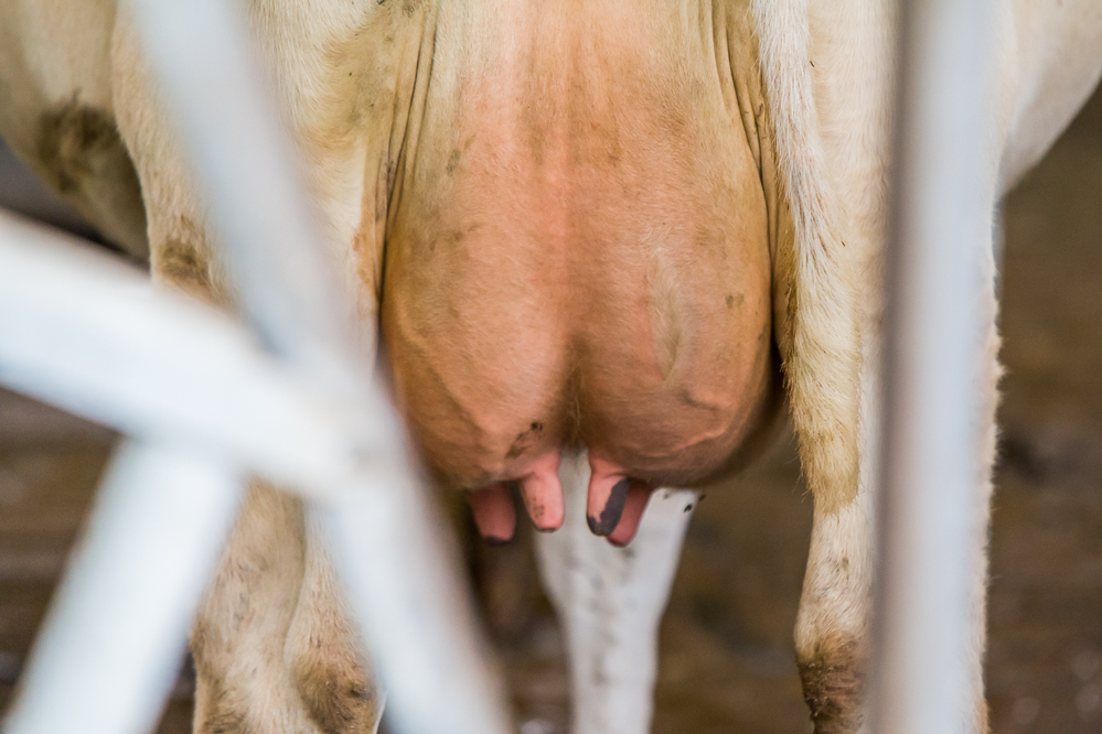 Voorkom mastitis door melk lekken