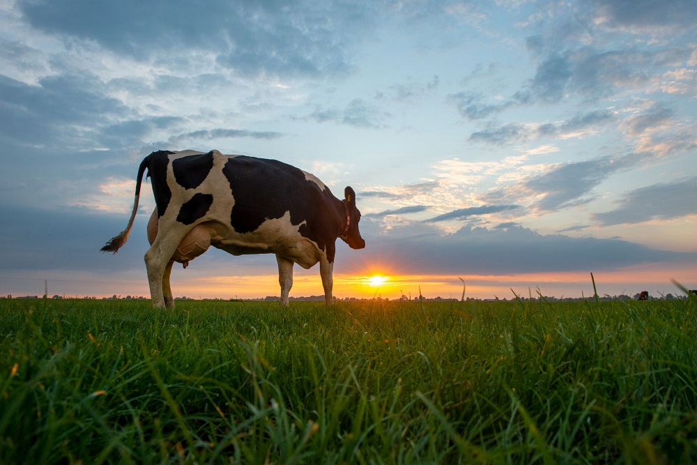 Tips om hittestress bij uw koeien te voorkomen