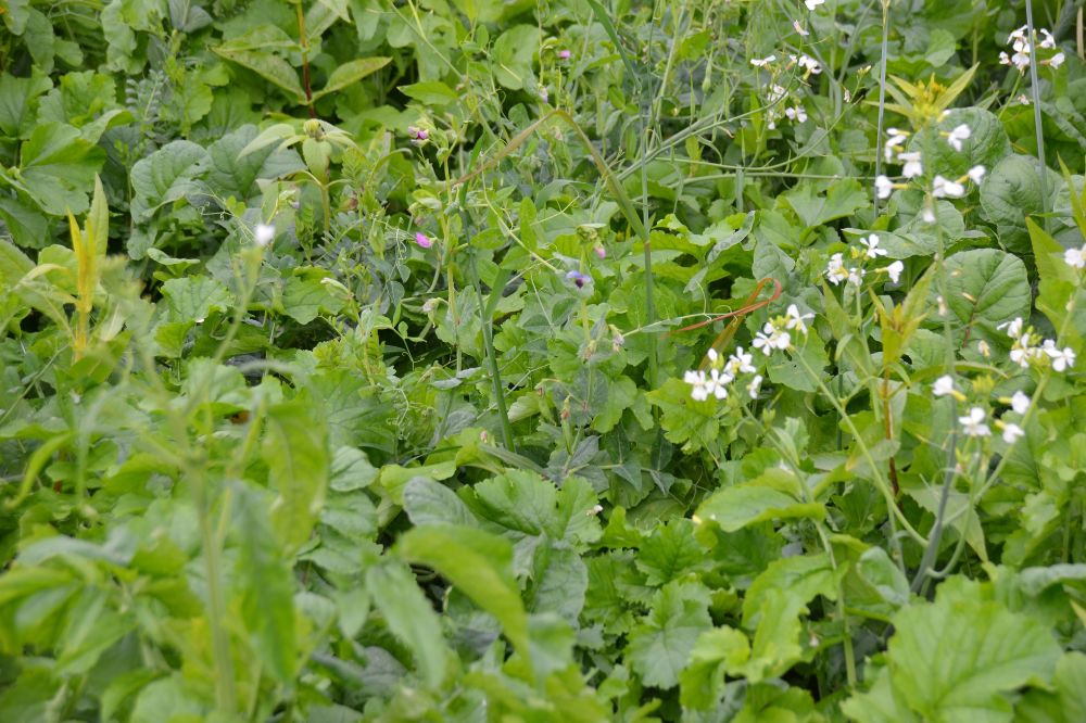 Portfolio DSV TerraLife® biologische groenbemestermengsels vernieuwd