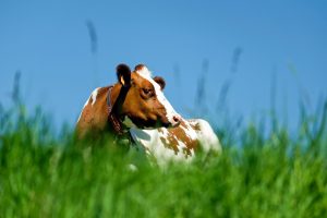 1 miljoen euro voor boeren Nieuwkoopse Plassen die willen verplaatsen