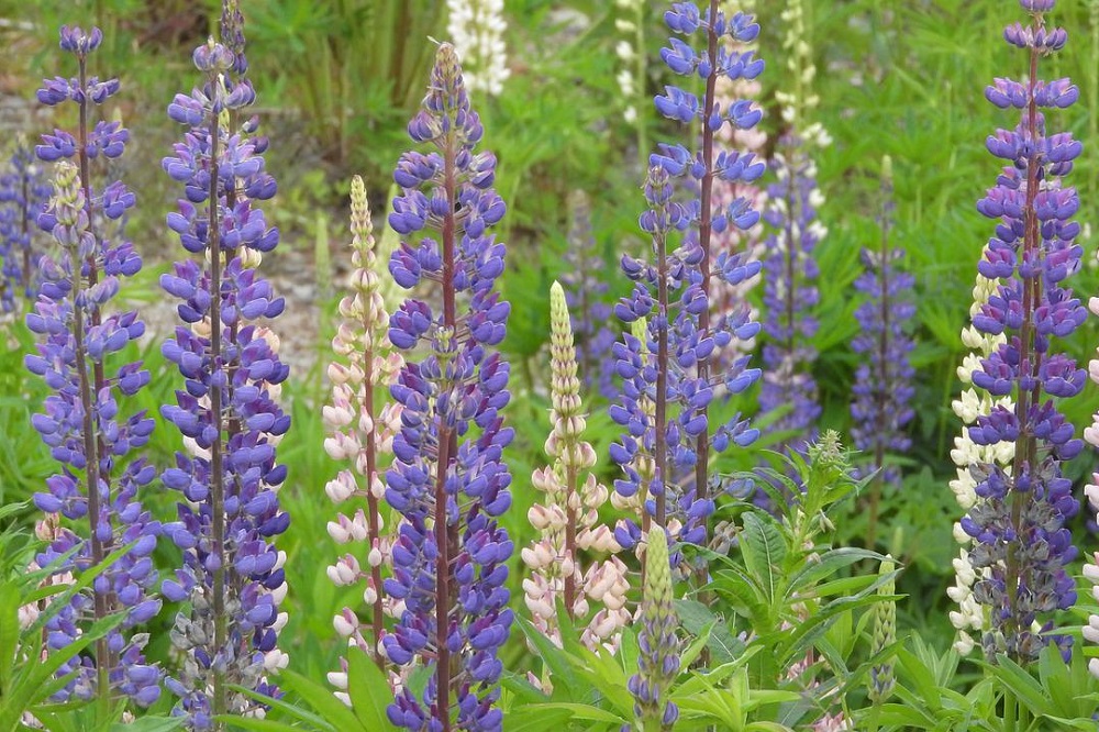 Versnellingsprogramma eiwit stimuleert teelt en afzet eiwitrijke gewassen Lupine is een geslacht uit de vlinderbloemenfamilie. Het is een eiwitrijk gewas met potentie.