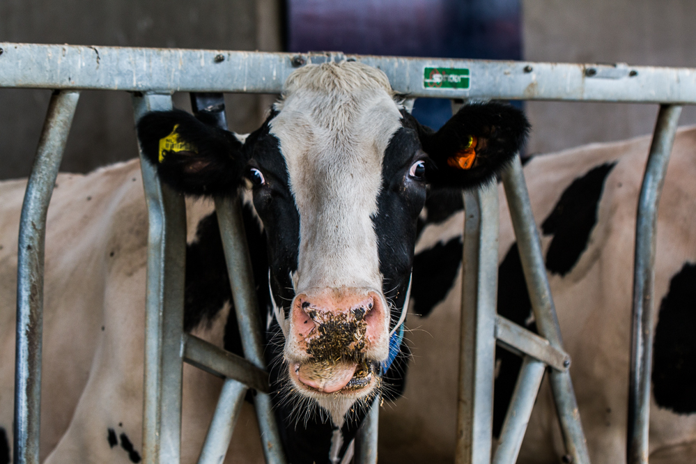 Voorkom verval in krachtvoer na hittestress