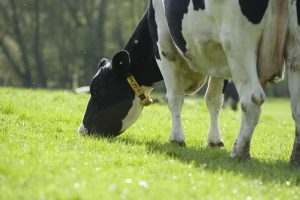 Vaccineren tegen mastitis verbetert uiergezondheid, melkproductie en duurzaamheid