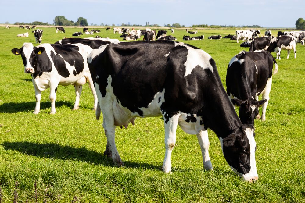 Focus op stikstofefficiëntie goed voor milieu én uw portemonnee