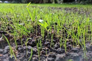 Graszaadteelt onder de loep genomen