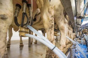 Melkproductie gedaald in 2021, exportwaarde zuivel sterk toegenomen
