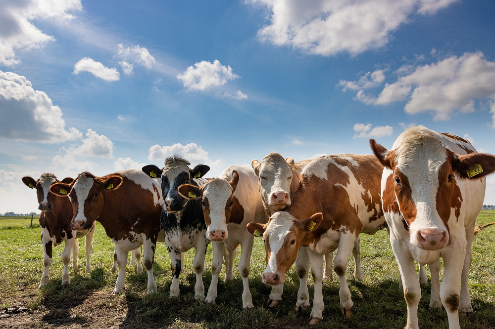 Melkveehouderij: betere marges, hogere kosten