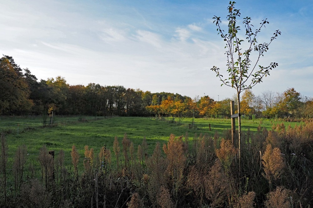 Boeren met Bomen van start: zit er toekomst in Agroforesty?