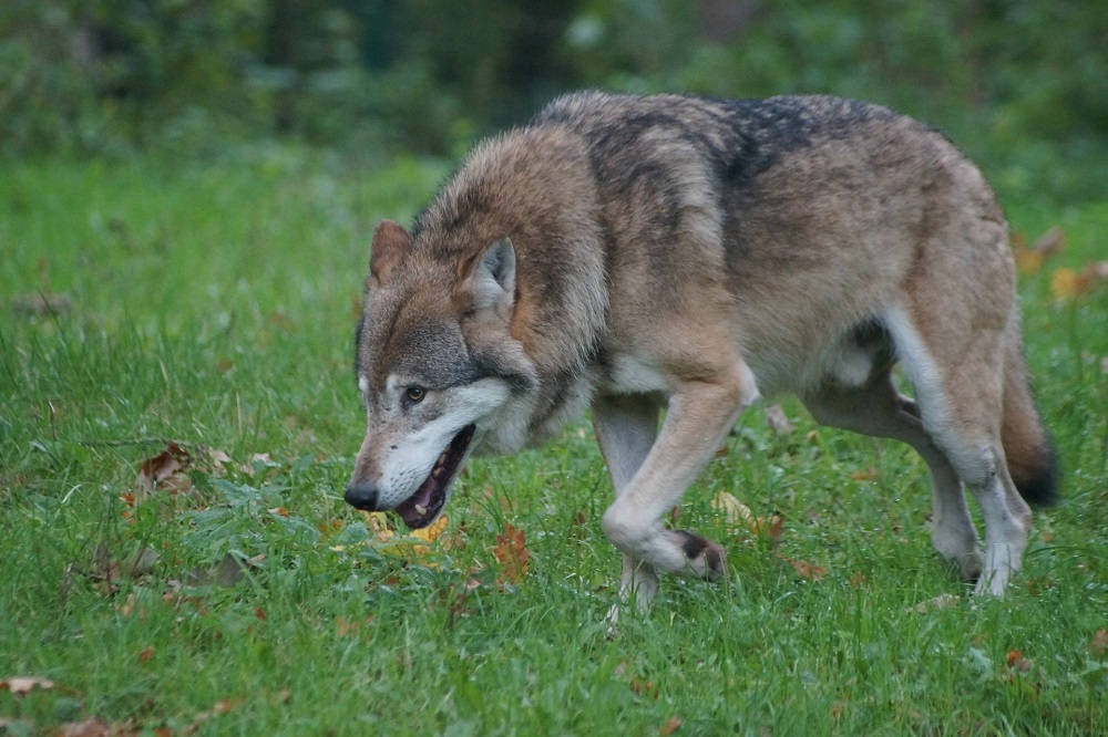 Jagersvereniging en IFAW verkennen: hoe verder met de wolf in Nederland?