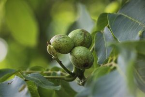 Excursie Verdienmodellen in agroforestry bij de Hanne Hoeve