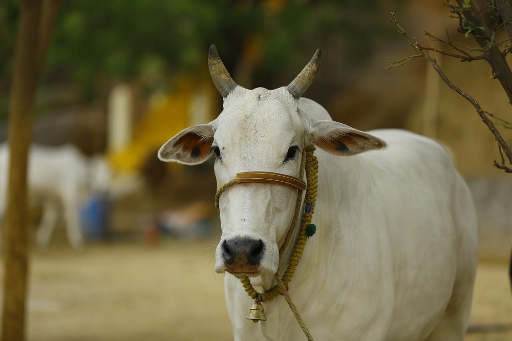 Meer koemelk dan buffelmelk geproduceerd in India