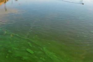 Een groene waas over het water kan duiden op blauwalg