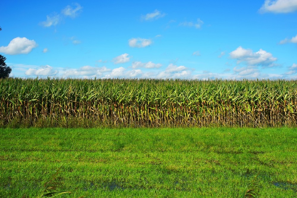 Gras en Maismanifestatie WUR op 8 september in Vredepeel