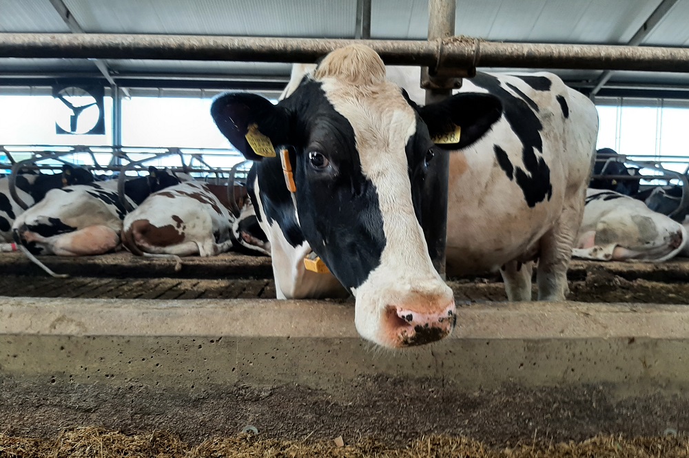 “Een directe relatie tussen zoolbloedingen en pensverzuring is nooit aangetoond. Bij een slechter functionerende pens spelen mogelijk