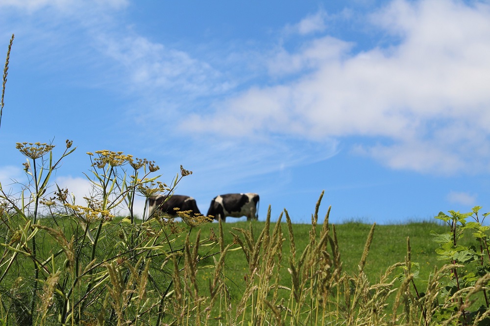 LTO Noord gaat samen met verschillende melkveehouders aan de slag met een plan om bodemdaling tegen te gaan.
