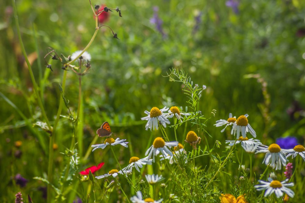 ALDI ondersteunt melkveehouders FrieslandCampina bij inzet biodiversiteit