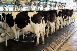 Kosten en opbrengsten melkveehouderij stijgen verder