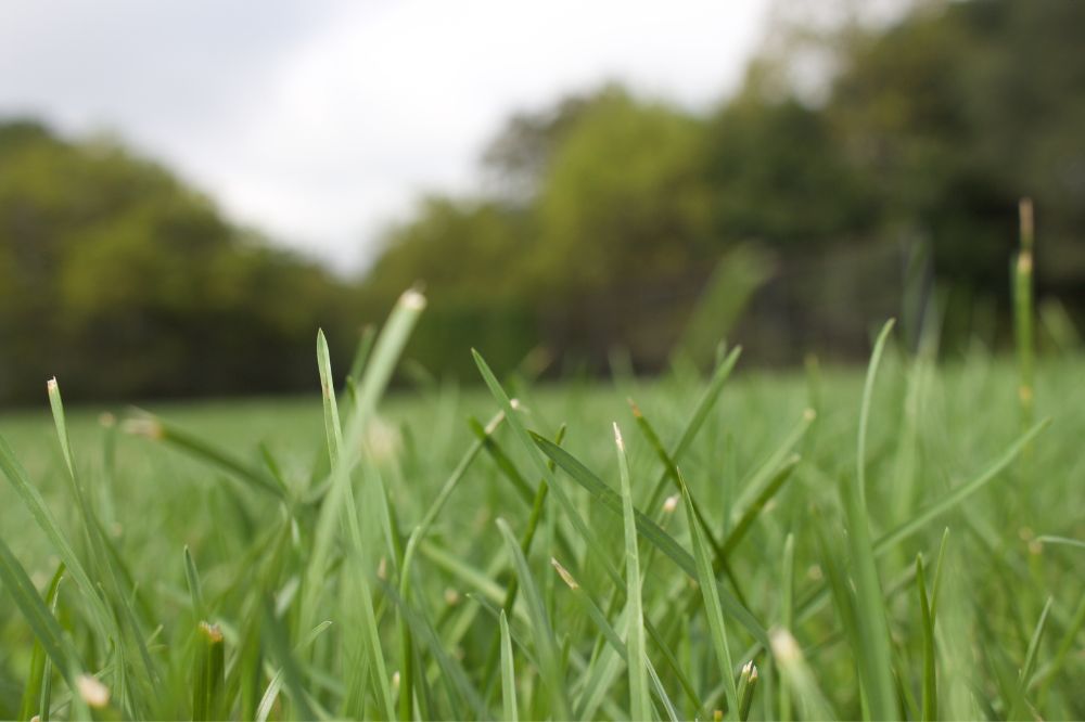 Grassa kansrijk voor zelfvoorzienende boeren met veel gras