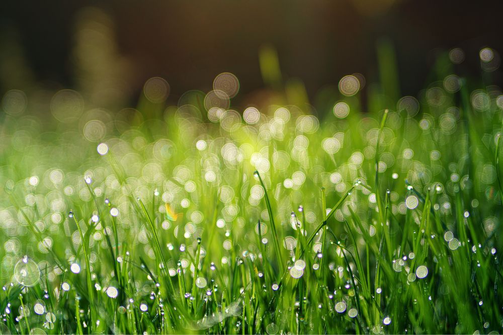 Gras is het meest beschikbare en wellicht ook het meest onderschatte gewas in Nederland. Het bevat meer rijkdom dan de melkkoe kan benutten.