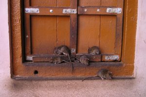 Let op knaagdierlicentie voor gebruik rodenticiden vervalt bijna